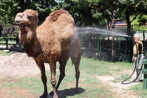 Sıcaktan bunalan develerin hortumla serinleme keyfi
