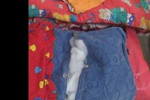 Bebek bezi arasında uyuşturucu