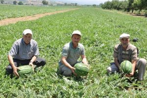 İneg&ouml;l karpuzu Adana'ya rakip