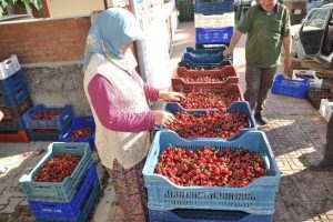 Kiraz &uuml;reticisi dertli