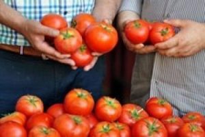 Domates el yakıyor