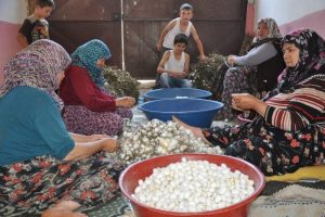 İpek b&ouml;cek&ccedil;iliğinde sancılı hasat