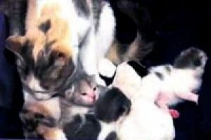 Kedi, yavru k&ouml;peği evlat edindi