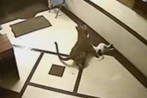 Leopar k&ouml;peği yedi