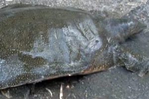 Sokakta dev kaplumbağa