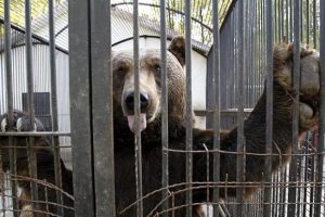 Son bir ayda 254 yavru d&uuml;nyaya geldi