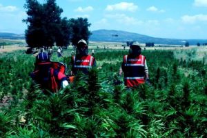 Uyuşturucu tarlalarına &ouml;zel sulama borusu &ccedil;ekmişler