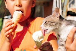 Sıcaktan bunalan kediye dondurma