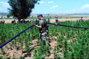 Diyarbakır'da 2 milyon k&ouml;k hintkeneviri imha edildi