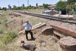 Yolcu treni sığır s&uuml;r&uuml;s&uuml;ne &ccedil;arptı