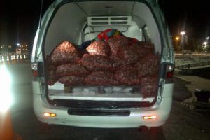 Ka&ccedil;ak avlanan 1.5 ton akivades denize bırakıldı