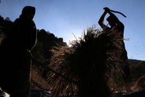 T&uuml;rkiye tahıl veriminde "&ccedil;ağ atladı"