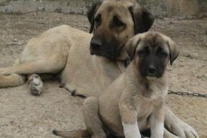 K&ouml;pek ırkları Nil&uuml;fer'de kimlik kazanıyor