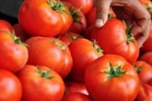 Serada azaldı, tarlada hen&uuml;z &ccedil;ıkmadı pazar 5 lira