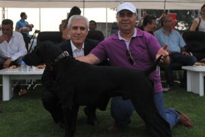 K&ouml;pek ırkları Nil&uuml;fer'de yarıştı