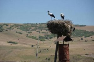 En pahalı leylek