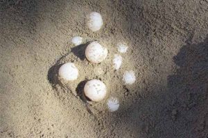 Kuşadası'nda Caretta Caretta heyecanı