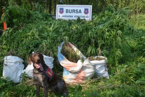 Bursa'da 'Acil' operasyon