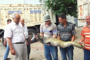 Bursa'da 20 kiloluk yayın balığı yakalandı