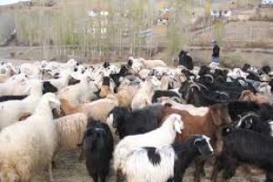 &Ccedil;&ouml;z&uuml;m s&uuml;reci hayvancılığı da u&ccedil;urdu
