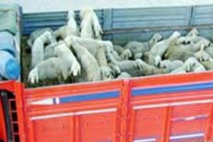 Bursa'da hayvan hırsızlığı