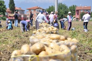 Patates &uuml;reticisinin y&uuml;z&uuml; g&uuml;l&uuml;yor