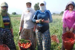 Domates ve biber bu yıl rekor kırdı