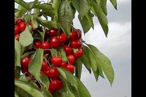Kiraz toplarken kalp krizi ge&ccedil;irip &ouml;ld&uuml;