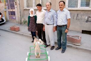 5 aylık oğlak y&uuml;r&uuml;meyi ortezle &ouml;ğrendi