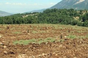 Topraktan servet fışkırdı!