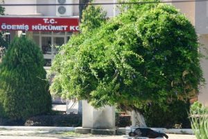 Sıcaklar kavuruyor, &ccedil;are ağa&ccedil; g&ouml;lgesi