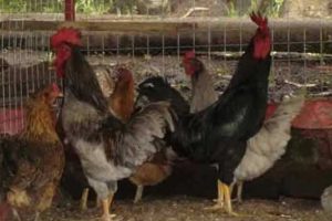Mayısta 161 bin 503 ton tavuk eti &uuml;retildi