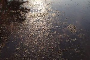 Yalova'da &ccedil;evre katliamı