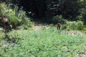 Jandarma 7 bin k&ouml;k hint keneviri ele ge&ccedil;irdi