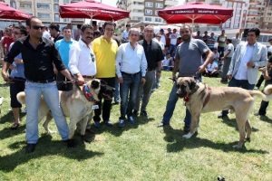 &Ccedil;oban k&ouml;pekleri yarıştı