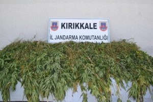 Evinin bah&ccedil;esine kenevir ekti