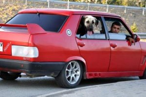 Arabadaki "kangal"