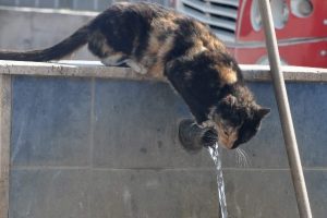 Sıcaktan bunalan kedinin &ccedil;eşme başında su keyfi
