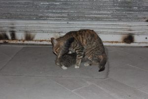 Gece yarısı yavru kedi operasyonu