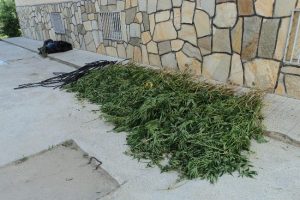 7 kat teraslama ile kenevir yetiştirdi