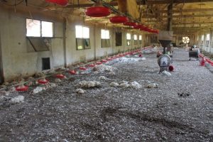 Elektrik kesilince 2 bin 500 tavuk telef oldu