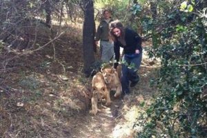 Aslan sevgisi &ouml;ld&uuml;r&uuml;yordu