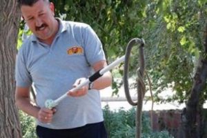Yılana biber gazlı m&uuml;dahale!