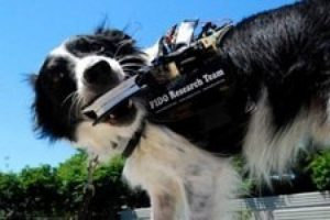 K&ouml;peklerle iletişim kurmak kolaylaşacak