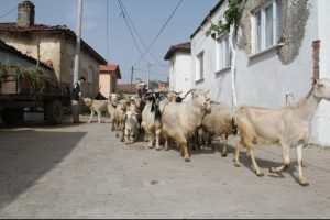 İmece usul&uuml; &ccedil;obanlık