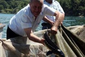 Mersin balığı kafeslerde yetiştiriliyor