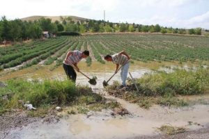Sağanak yağış &ccedil;ift&ccedil;iyi vurdu