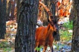 K&ouml;r ke&ccedil;iye bakanlık koruması