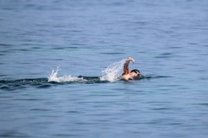 Ordu'dan So&ccedil;i'ye kula&ccedil; atacak