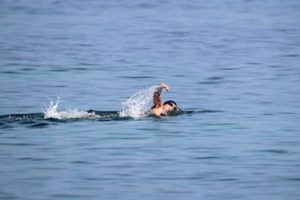 Karadeniz'i y&uuml;zerek Rusya'ya ge&ccedil;ecek